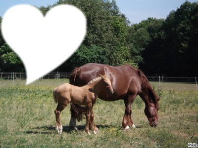 I love chevaux Fotomontāža