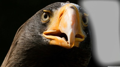 Eagle Valokuvamontaasi