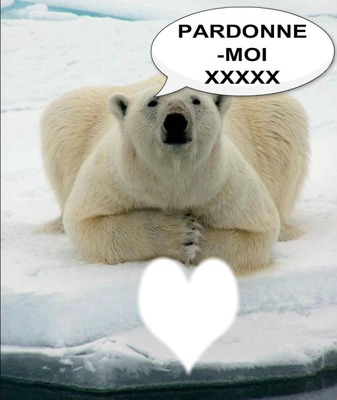 PARDONNE MOI OURS 1 PHOTO Fotomontage