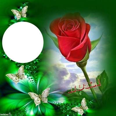 rosa especial Fotomontagem