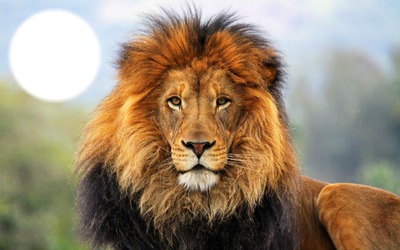 LION Montaje fotografico