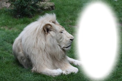 lion blanc Valokuvamontaasi