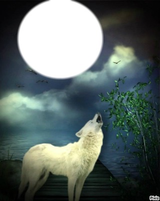 loup lune 2 Photo frame effect