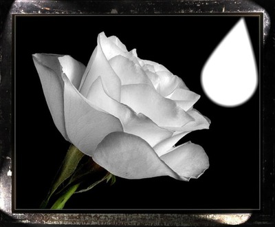 la rose blanche Photomontage