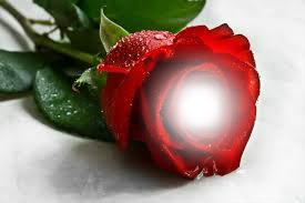 Rose rouge Valokuvamontaasi