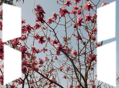 Magnolias Φωτομοντάζ