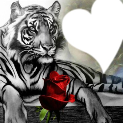 le tigre et la rose Montage photo