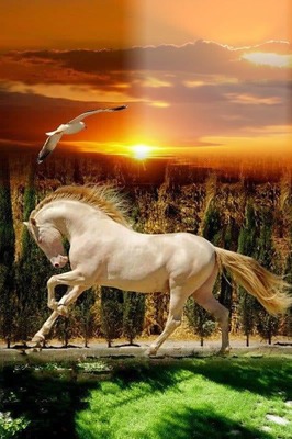 renewilly caballo Photomontage