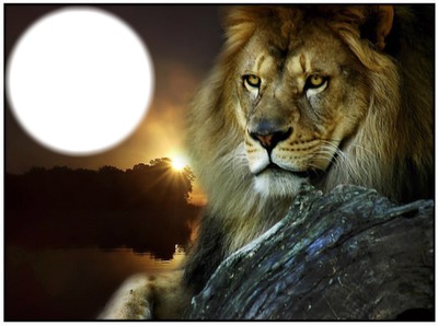 Lion couché de soleil Photomontage