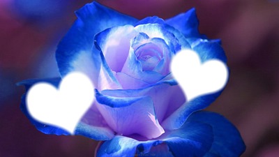rose bleu Photo frame effect