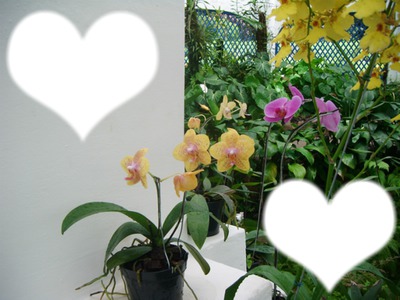 orchidées fleur Fotomontage