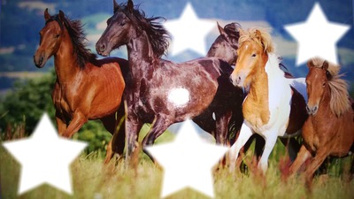 les chevaux sauvages Photo frame effect