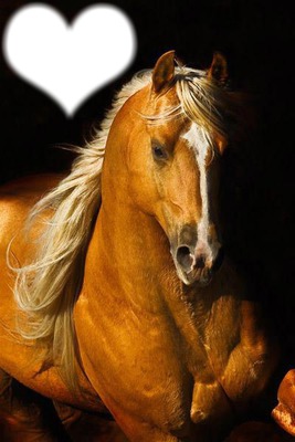 amour de cheval Fotomontáž