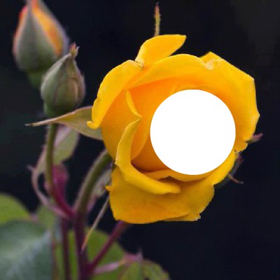 rose jaune Φωτομοντάζ