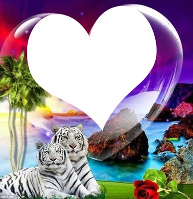 2 couple tigres avec 1 coeur 1 photo フォトモンタージュ