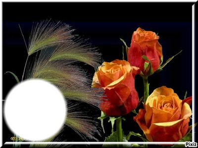 * roses* Fotomontage