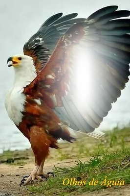 eagle Photomontage