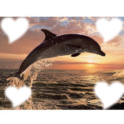 dauphin coucher de soleil Photo frame effect