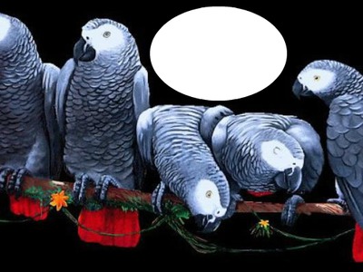 oiseaux Photomontage