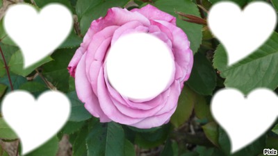 ma jolie rose Fotomontaggio