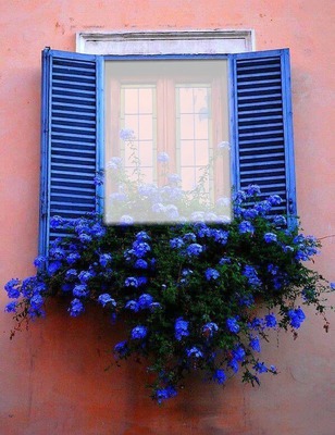 flower window Photo frame effect