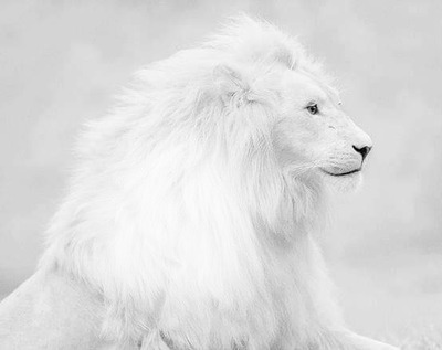 photo lion bouchiba djelfa algerie Montaje fotografico