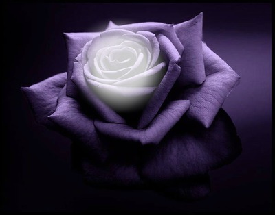 purple rose Photo frame effect