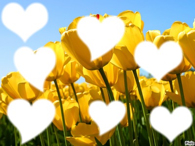 tulip coeur (7 photo) Photo frame effect