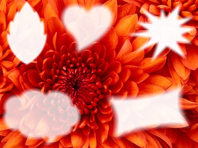 collage de flor con 5 fotos Photomontage