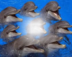 les dauphins Φωτομοντάζ