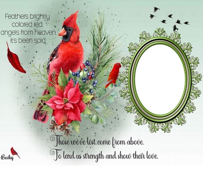 feathers colored red Photo frame effect