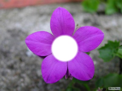 Petite fleur violette.