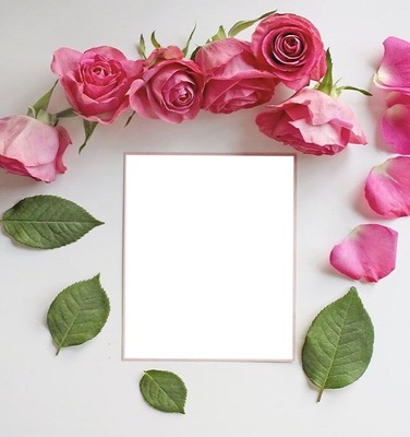marco , hojas y rosas rosadas. Fotomontagem