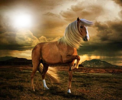 photo cheval bouchiba djelfa algerie Fotomontagem