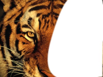 Tigre Fotomontage