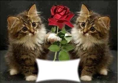 deux chats avec une rose