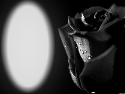 rosa negra Fotomontaż