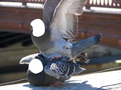 pigeons accouplement フォトモンタージュ