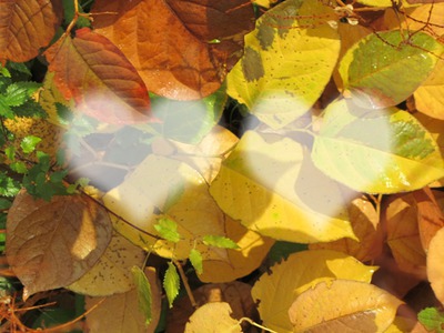 Amour et feuilles d'automne Фотомонтаж