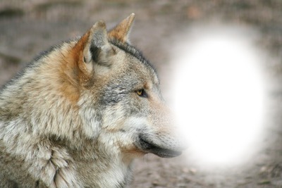 der Wolf Фотомонтажа