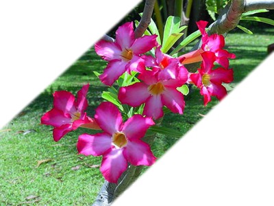 fleurs Valokuvamontaasi