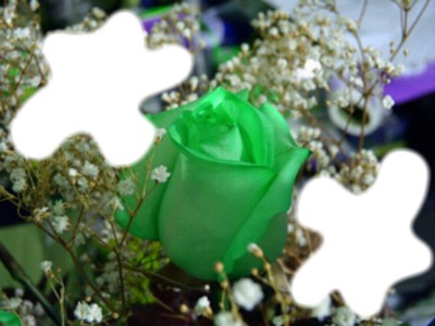 Rose green Fotomontasje