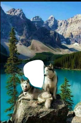 lobos sobre roca Photomontage