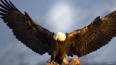 Eagle Photomontage