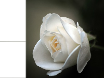 Rosa Blanca Montaje fotografico