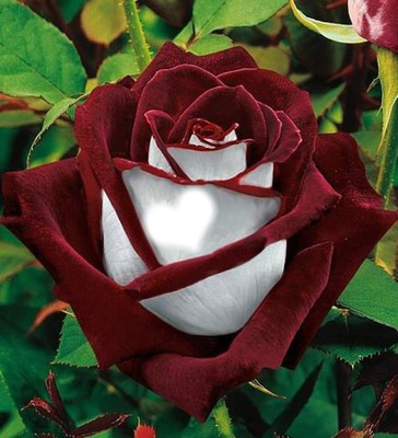 गुलाबको फुल Fotomontáž