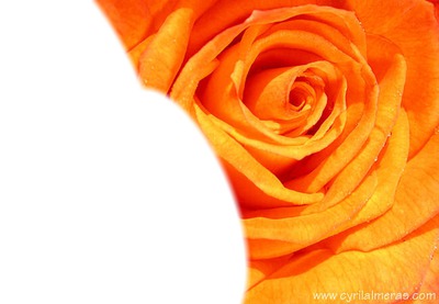 cadre fleur rose Fotómontázs