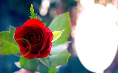 Roses Fotomontagem