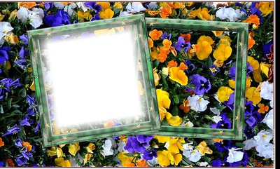Cadre fleurs Fotomontaggio
