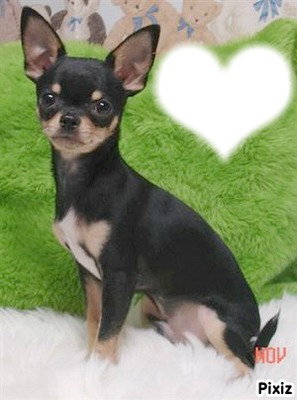 Chihuahua Fotomontáž